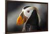 Tufted Puffin Bird, Oregon Coast Aquarium, Newport, Oregon, USA-Rick A. Brown-Framed Photographic Print