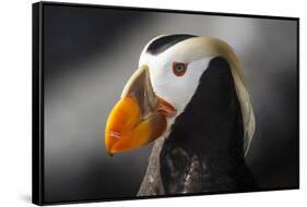 Tufted Puffin Bird, Oregon Coast Aquarium, Newport, Oregon, USA-Rick A. Brown-Framed Stretched Canvas