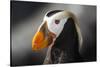 Tufted Puffin Bird, Oregon Coast Aquarium, Newport, Oregon, USA-Rick A. Brown-Stretched Canvas