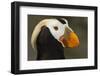 Tufted Puffin Bird, Oregon Coast Aquarium, Newport, Oregon, USA-Rick A. Brown-Framed Photographic Print