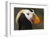 Tufted Puffin Bird, Oregon Coast Aquarium, Newport, Oregon, USA-Rick A. Brown-Framed Photographic Print