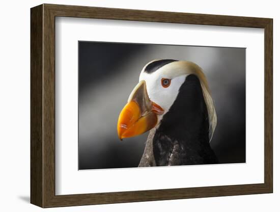 Tufted Puffin Bird, Oregon Coast Aquarium, Newport, Oregon, USA-Rick A. Brown-Framed Photographic Print