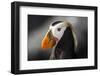 Tufted Puffin Bird, Oregon Coast Aquarium, Newport, Oregon, USA-Rick A. Brown-Framed Photographic Print