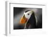 Tufted Puffin Bird, Oregon Coast Aquarium, Newport, Oregon, USA-Rick A. Brown-Framed Photographic Print