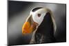 Tufted Puffin Bird, Oregon Coast Aquarium, Newport, Oregon, USA-Rick A. Brown-Mounted Photographic Print