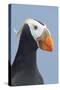 Tufted Puffin (Fratercula Cirrhata) in Breeding Plumage. St. Paul Island, Alaska. July-Gerrit Vyn-Stretched Canvas