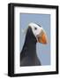 Tufted Puffin (Fratercula Cirrhata) in Breeding Plumage. St. Paul Island, Alaska. July-Gerrit Vyn-Framed Photographic Print