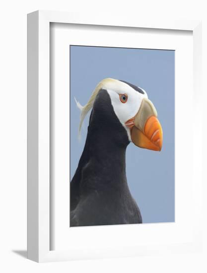 Tufted Puffin (Fratercula Cirrhata) in Breeding Plumage. St. Paul Island, Alaska. July-Gerrit Vyn-Framed Photographic Print