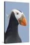 Tufted Puffin (Fratercula Cirrhata) in Breeding Plumage. St. Paul Island, Alaska. July-Gerrit Vyn-Stretched Canvas