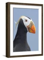 Tufted Puffin (Fratercula Cirrhata) in Breeding Plumage. St. Paul Island, Alaska. July-Gerrit Vyn-Framed Photographic Print