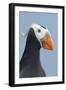 Tufted Puffin (Fratercula Cirrhata) in Breeding Plumage. St. Paul Island, Alaska. July-Gerrit Vyn-Framed Photographic Print