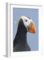 Tufted Puffin (Fratercula Cirrhata) in Breeding Plumage. St. Paul Island, Alaska. July-Gerrit Vyn-Framed Photographic Print