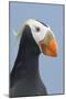 Tufted Puffin (Fratercula Cirrhata) in Breeding Plumage. St. Paul Island, Alaska. July-Gerrit Vyn-Mounted Photographic Print