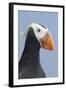 Tufted Puffin (Fratercula Cirrhata) in Breeding Plumage. St. Paul Island, Alaska. July-Gerrit Vyn-Framed Photographic Print