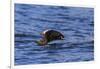 Tufted puffin (Fratercula cirrhata) in flight over the sea, with catch, Sitka Sound, Sitka, Southea-Eleanor Scriven-Framed Photographic Print