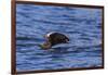 Tufted puffin (Fratercula cirrhata) in flight over the sea, with catch, Sitka Sound, Sitka, Southea-Eleanor Scriven-Framed Photographic Print