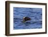 Tufted puffin (Fratercula cirrhata) in flight over the sea, with catch, Sitka Sound, Sitka, Southea-Eleanor Scriven-Framed Photographic Print