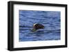 Tufted puffin (Fratercula cirrhata) in flight over the sea, with catch, Sitka Sound, Sitka, Southea-Eleanor Scriven-Framed Photographic Print