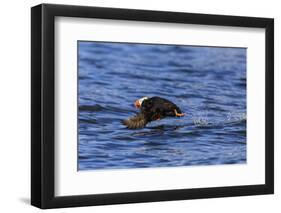 Tufted puffin (Fratercula cirrhata) in flight over the sea, with catch, Sitka Sound, Sitka, Southea-Eleanor Scriven-Framed Photographic Print