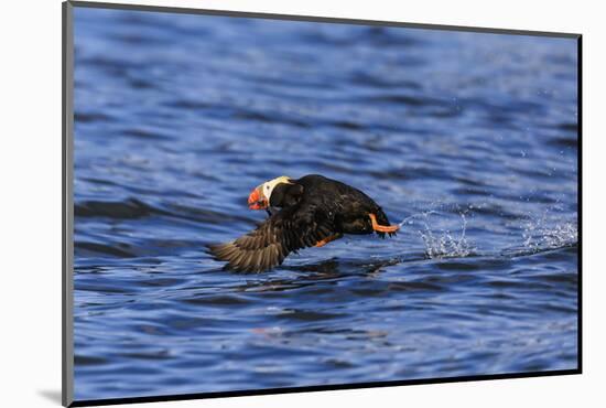 Tufted puffin (Fratercula cirrhata) in flight over the sea, with catch, Sitka Sound, Sitka, Southea-Eleanor Scriven-Mounted Photographic Print