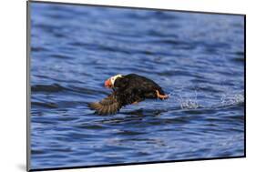 Tufted puffin (Fratercula cirrhata) in flight over the sea, with catch, Sitka Sound, Sitka, Southea-Eleanor Scriven-Mounted Photographic Print