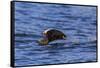 Tufted puffin (Fratercula cirrhata) in flight over the sea, with catch, Sitka Sound, Sitka, Southea-Eleanor Scriven-Framed Stretched Canvas