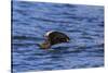 Tufted puffin (Fratercula cirrhata) in flight over the sea, with catch, Sitka Sound, Sitka, Southea-Eleanor Scriven-Stretched Canvas