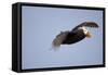 Tufted Puffin in Flight in Katmai National Park-Paul Souders-Framed Stretched Canvas