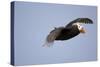 Tufted Puffin in Flight in Katmai National Park-Paul Souders-Stretched Canvas