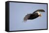 Tufted Puffin in Flight in Katmai National Park-Paul Souders-Framed Stretched Canvas