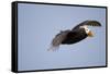 Tufted Puffin in Flight in Katmai National Park-Paul Souders-Framed Stretched Canvas