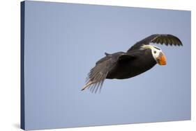 Tufted Puffin in Flight in Katmai National Park-Paul Souders-Stretched Canvas