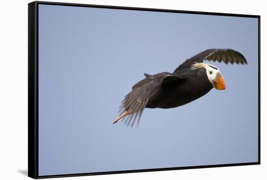 Tufted Puffin in Flight in Katmai National Park-Paul Souders-Framed Stretched Canvas