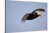 Tufted Puffin in Flight in Katmai National Park-Paul Souders-Stretched Canvas