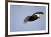 Tufted Puffin in Flight in Katmai National Park-Paul Souders-Framed Photographic Print