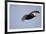 Tufted Puffin in Flight in Katmai National Park-Paul Souders-Framed Photographic Print