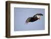 Tufted Puffin in Flight in Katmai National Park-Paul Souders-Framed Photographic Print
