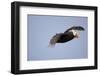 Tufted Puffin in Flight in Katmai National Park-Paul Souders-Framed Photographic Print