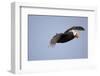 Tufted Puffin in Flight in Katmai National Park-Paul Souders-Framed Photographic Print