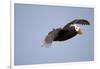 Tufted Puffin in Flight in Katmai National Park-Paul Souders-Framed Photographic Print