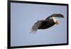 Tufted Puffin in Flight in Katmai National Park-Paul Souders-Framed Photographic Print