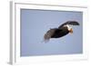 Tufted Puffin in Flight in Katmai National Park-Paul Souders-Framed Photographic Print