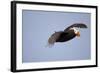 Tufted Puffin in Flight in Katmai National Park-Paul Souders-Framed Photographic Print