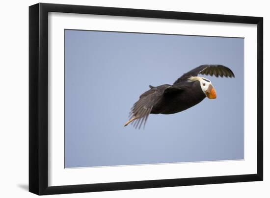 Tufted Puffin in Flight in Katmai National Park-Paul Souders-Framed Photographic Print