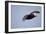 Tufted Puffin in Flight in Katmai National Park-Paul Souders-Framed Photographic Print