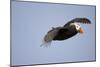 Tufted Puffin in Flight in Katmai National Park-Paul Souders-Mounted Photographic Print