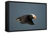 Tufted Puffin, Katmai National Park, Alaska-Paul Souders-Framed Stretched Canvas