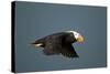 Tufted Puffin, Katmai National Park, Alaska-Paul Souders-Stretched Canvas