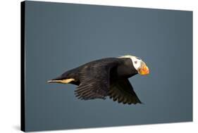 Tufted Puffin, Katmai National Park, Alaska-Paul Souders-Stretched Canvas