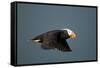 Tufted Puffin, Katmai National Park, Alaska-Paul Souders-Framed Stretched Canvas